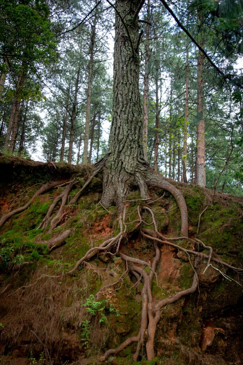 A tall pine with deep, spreading roots holding a whole hillside in place.